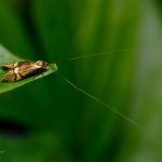 Adéla pestrá - samec (Nemophora degeerella - male), Hradišťany