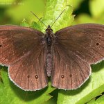 Okáč prosíčkový - samec (Aphantopus hyperantus - male), Hradišťany