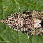 Obaleč jahodníkový (Celypha lacunana), Hradišťany