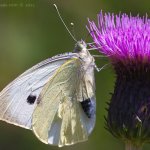 Bělásek zelný (Pieris brassicae), Krkonoše