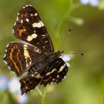 Babočka síťkovaná - letní forma - samice (Araschnia levana levana f. prorsa - female), Hradišťany