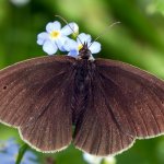 Okáč prosíčkový - samec (Aphantopus hyperantus - male), Hradišťany