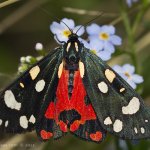 Přástevník hluchavkový (Callimorpha dominula), Hradišťany