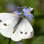 Bělásek řepkový - samice (Pieris napi - female), Hradišťany