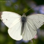 Bělásek řepkový - samec (Pieris napi - male), Hradišťany