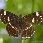 Babočka síťkovaná - letní forma - samec (Araschnia levana levana f. prorsa - male), Hradišťany