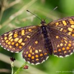 Hnědásek jitrocelový - samice (Melitaea athalia - female), Hradišťany