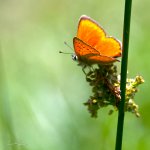 Ohniváček celíkový - samec (Lycaena virgaureae - male), Hradišťany