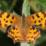 Babočka bílé C (Polygonia c-album), Hradišťany