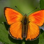 Ohniváček celíkový - samec (Lycaena virgaureae - male), Hradišťany