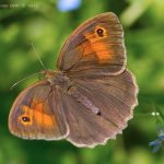 Okáč luční - samice (Maniola jurtina - female), Hradišťany