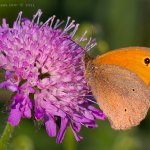 Okáč luční - samec (Maniola jurtina - male), Hradišťany