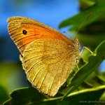 Okáč luční - samice (Maniola jurtina - female), Hradišťany