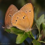 Okáč prosíčkový (Aphantopus hyperantus), Hradišťany