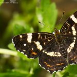 Babočka síťkovaná - letní forma - samice (Araschnia levana levana f. prorsa - female), Hradišťany