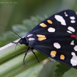 Přástevník hluchavkový (Callimorpha dominula), Hradišťany