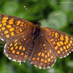 Hnědásek jitrocelový - samec (Melitaea athalia - male), Hradišťany