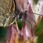 Okáč prosíčkový (Aphantopus hyperantus), Hradišťany