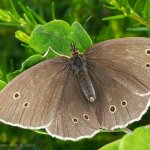 Okáč prosíčkový - samice (Aphantopus hyperantus - female), Hradišťany