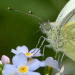 Bělásek řepkový (Pieris napi), Hradišťany