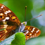 Batolec červený - samec (Apatura ilia f. clytie - male), Hradišťany