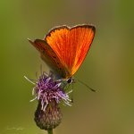 Ohniváček celíkový - samec (Lycaena virgaureae - male), Staňkov - Krchleby