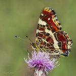 Babočka síťkovaná - letní forma (Araschnia levana levana f. prorsa), Staňkov - Krchleby