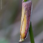 Zavíječ červenožlutý (Oncocera semirubella), Staňkov - Krchleby