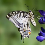 Otakárek fenyklový - samice (Papilio machaon - female), Staňkov - Krchleby