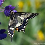 Otakárek fenyklový - samice (Papilio machaon - female), Staňkov - Krchleby