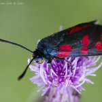 Vřetenuška obecná (Zygaena filipendulae), Staňkov - Krchleby