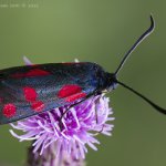 Vřetenuška obecná (Zygaena filipendulae), Staňkov - Krchleby