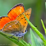 Ohniváček celíkový - samec (Lycaena virgaureae - male), Staňkov - Krchleby