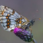 Hnědásek jitrocelový - samice (Melitaea athalia - female), Staňkov - Krchleby