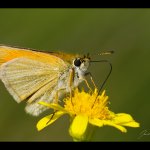 Soumračník čárečkovaný - samice (Thymelicus lineola - female), Plzeň, Radčický les