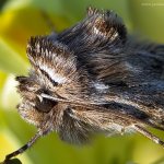 Jasnobarvec květelový (Calophasia lunula), Radčický les