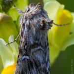 Jasnobarvec květelový (Calophasia lunula), Radčický les
