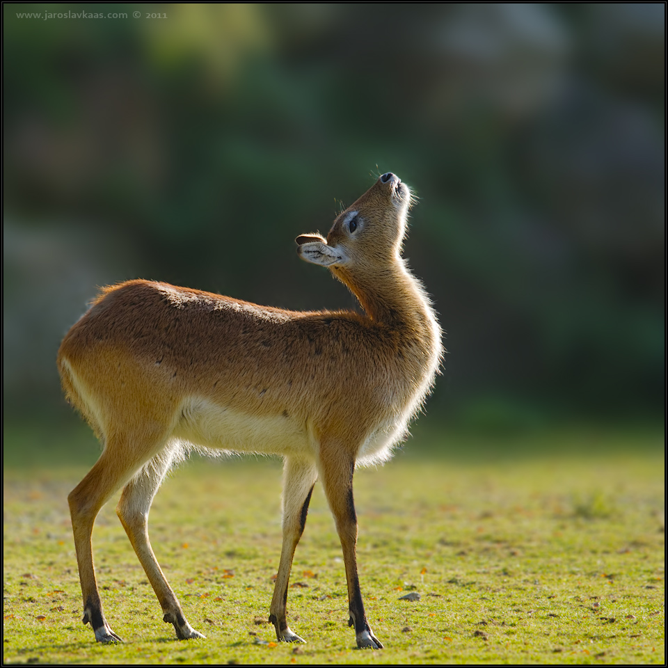 Voduška červená - samice (Kobus leche kafuensis - female), ZOO Plzeň