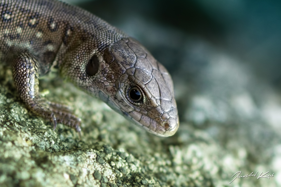 Ještěrka obecná - juvenilní (Lacerta agilis - juvenile), PřP Česká Kanada