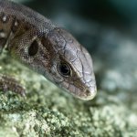 Ještěrka obecná - juvenilní (Lacerta agilis - juvenile), PřP Česká Kanada