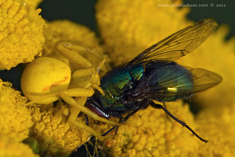 Běžník kopretinový - samice (Misumena vatia - female), Radčický les