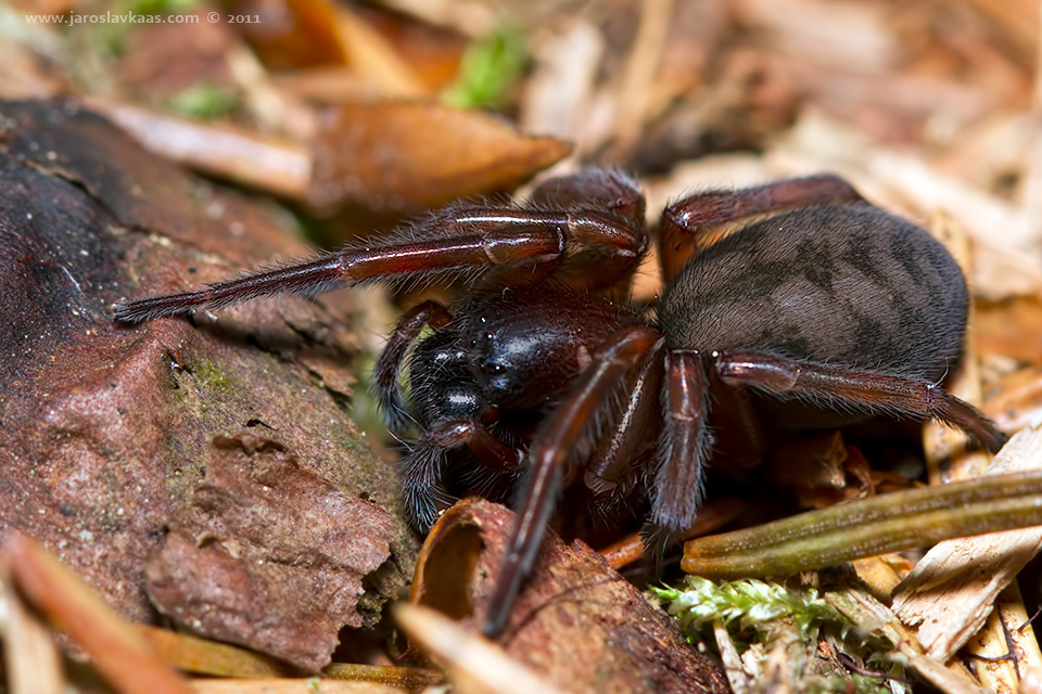 Cedivka lesní (Callobius claustrarius), Krkonoše