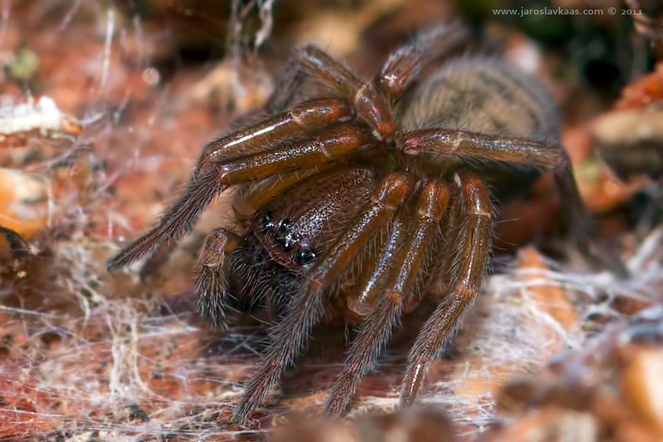 Cedivka lesní (Callobius claustrarius), Krkonoše