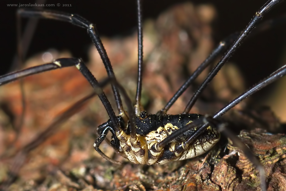 Sekáč pestrý - samec (Mitopus morio - male), Krkonoše