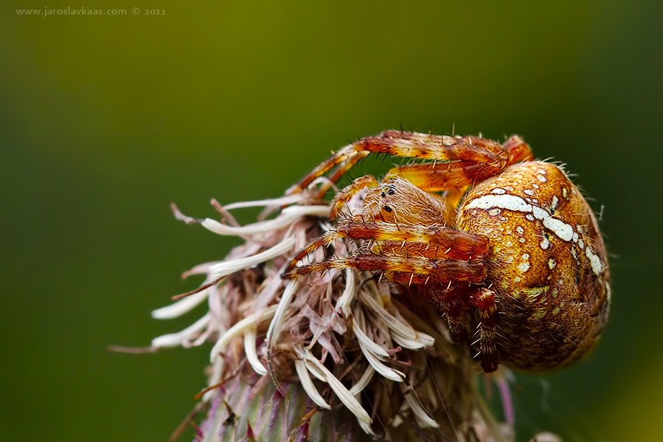 Křižák obecný - samice (Araneus diadematus - female), Krkonoše