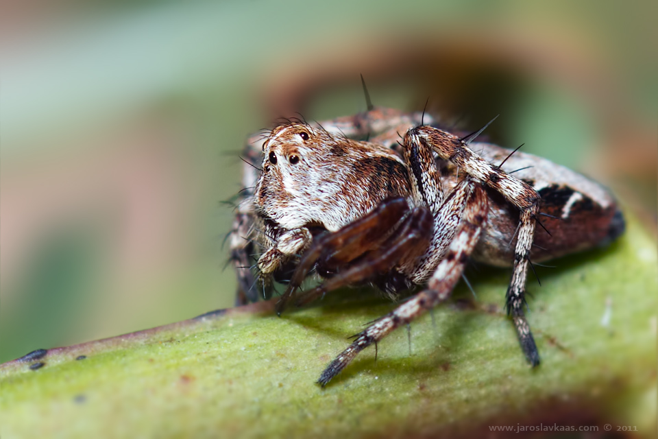 Paslíďák keřový (Oxyopes ramosus), Radčický les