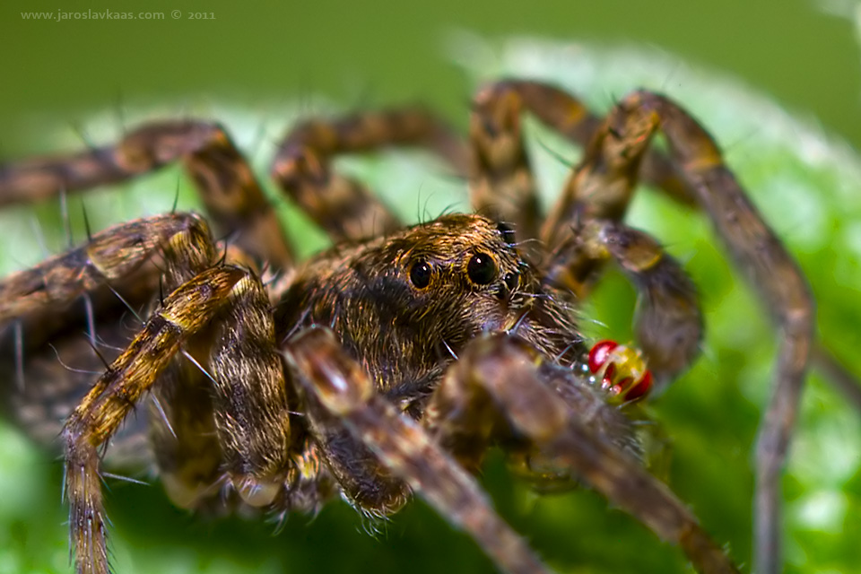 Slíďák mokřadní (Pardosa amentata), Hradišťany