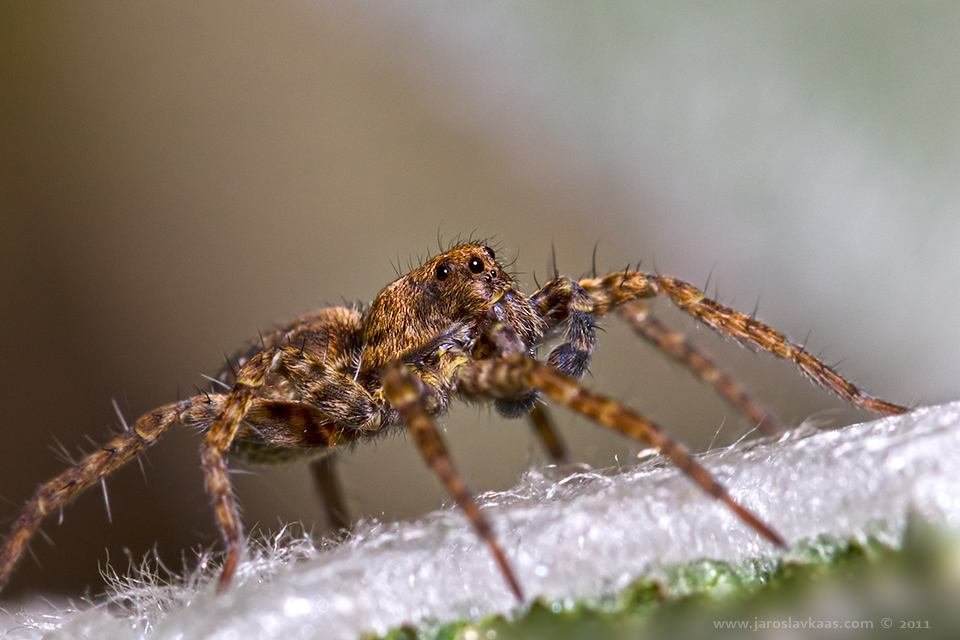 Slíďák mokřadní - samice (Pardosa amentata - female), Staňkov