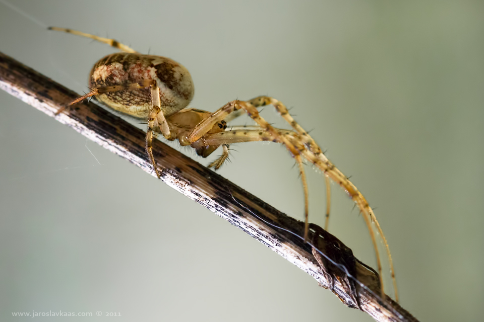 Meta podzimní - samice (Metellina segmentata - female), Stod