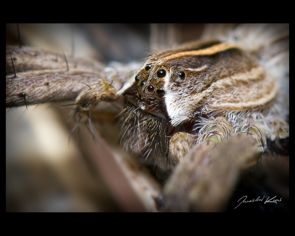 Lovčík hajní - samice (Pisaura mirabilis - female), detail, Chlumská hora